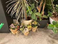 Planten met pot (7x) - afbeelding 10 van  12