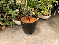 Planten met pot (7x) - afbeelding 12 van  12