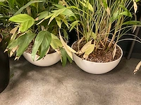 Planten met pot (7x) - afbeelding 4 van  12