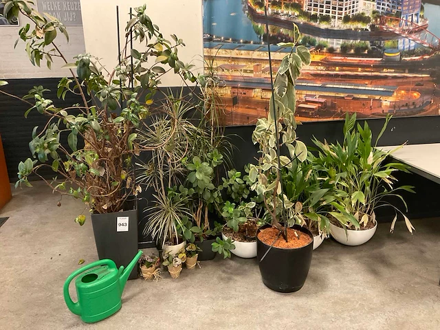 Planten met pot (7x) - afbeelding 1 van  12
