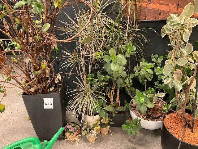 Planten met pot (7x) - afbeelding 9 van  12