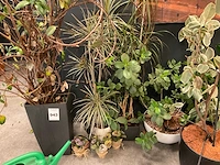Planten met pot (7x) - afbeelding 9 van  12