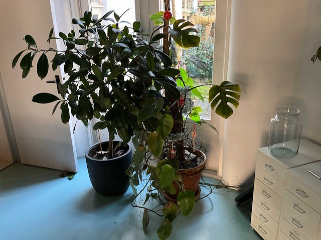 Planten met pot (9x) - afbeelding 1 van  6