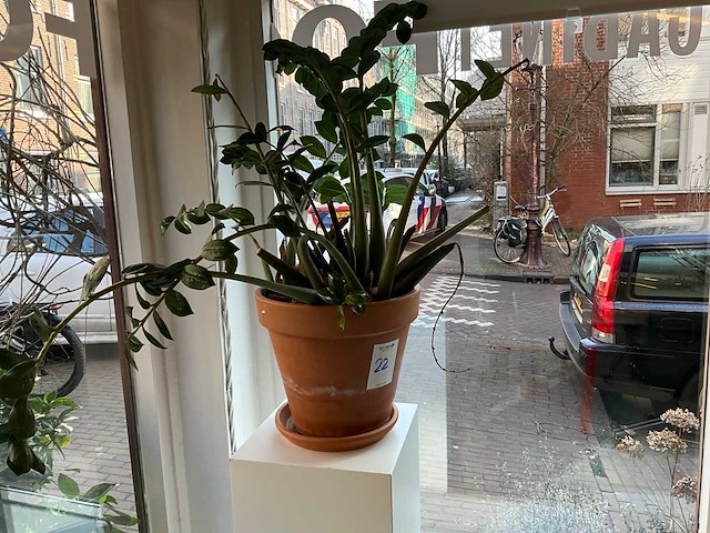 Planten met pot (9x) - afbeelding 3 van  6