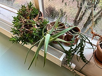 Planten met pot (9x) - afbeelding 7 van  8