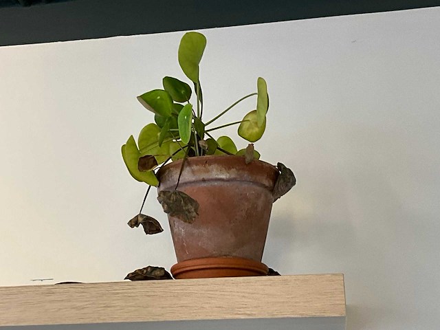 Planten met pot (9x) - afbeelding 4 van  6