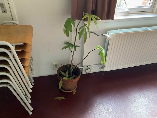 Planten met pot (9x) - afbeelding 5 van  6