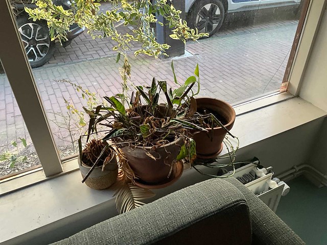 Planten met pot (9x) - afbeelding 8 van  8