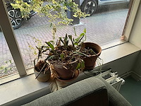 Planten met pot (9x) - afbeelding 8 van  8