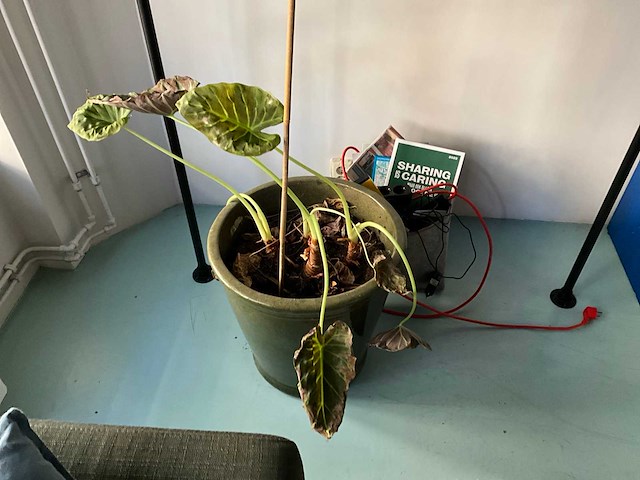 Planten met pot (9x) - afbeelding 6 van  6