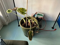 Planten met pot (9x) - afbeelding 6 van  6