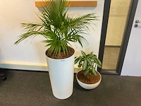 Planten met pot met hydrocultuur (4x)