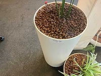 Planten met pot met hydrocultuur (4x) - afbeelding 5 van  6