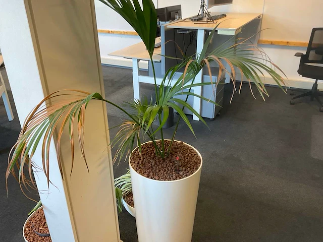 Planten met pot met hydrocultuur (4x) - afbeelding 6 van  6