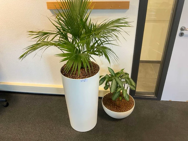 Planten met pot met hydrocultuur (4x) - afbeelding 1 van  6