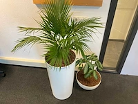 Planten met pot met hydrocultuur (4x) - afbeelding 2 van  6