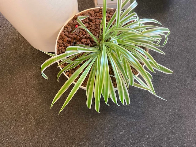 Planten met pot met hydrocultuur (4x) - afbeelding 4 van  6
