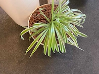 Planten met pot met hydrocultuur (4x) - afbeelding 4 van  6
