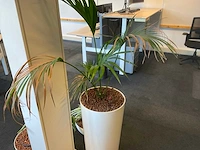 Planten met pot met hydrocultuur (4x) - afbeelding 6 van  6