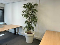 Planten met pot - afbeelding 1 van  7