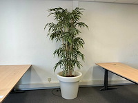 Planten met pot - afbeelding 2 van  7