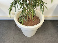 Planten met pot - afbeelding 3 van  7