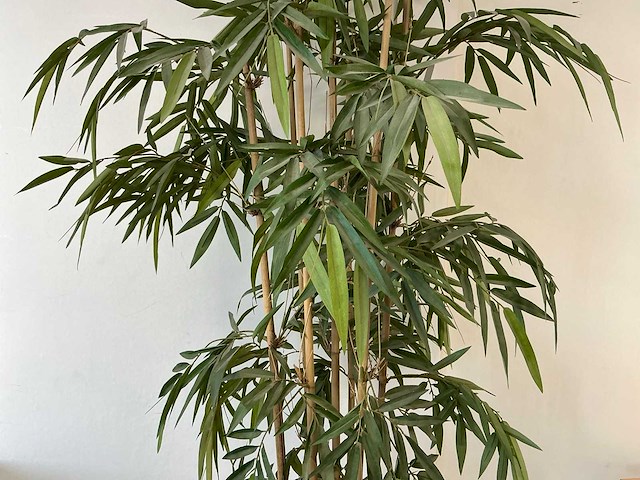 Planten met pot - afbeelding 5 van  7