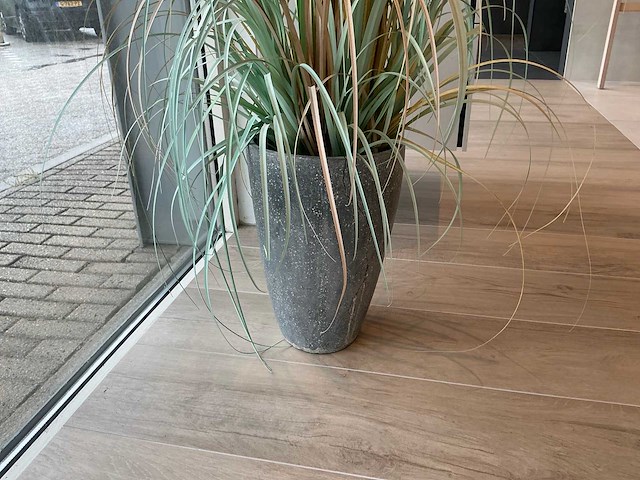 Planten met pot - afbeelding 4 van  7