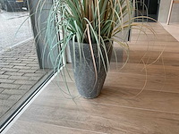 Planten met pot - afbeelding 4 van  7
