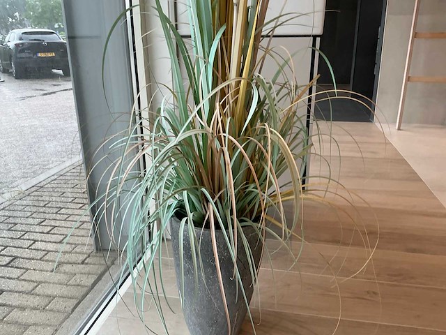 Planten met pot - afbeelding 5 van  7