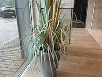 Planten met pot - afbeelding 5 van  7