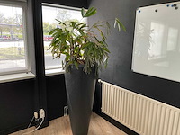 Planten met pot - afbeelding 1 van  2