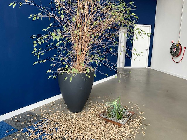 Planten met pot - afbeelding 1 van  7