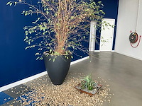 Planten met pot - afbeelding 1 van  7