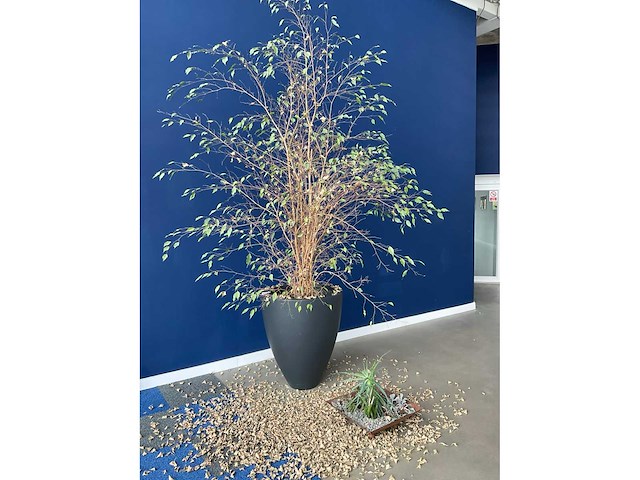 Planten met pot - afbeelding 2 van  7