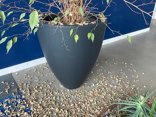 Planten met pot - afbeelding 3 van  7