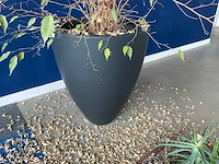Planten met pot - afbeelding 3 van  7