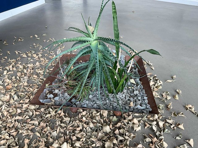 Planten met pot - afbeelding 4 van  7