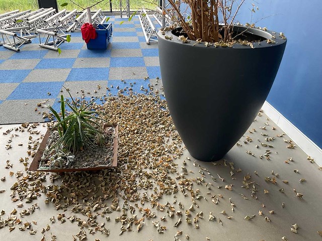 Planten met pot - afbeelding 5 van  7