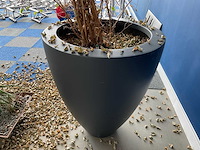Planten met pot - afbeelding 6 van  7