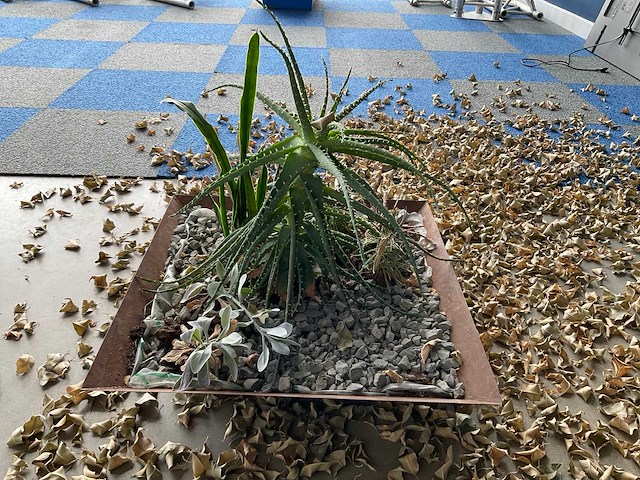 Planten met pot - afbeelding 7 van  7