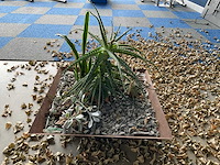 Planten met pot - afbeelding 7 van  7