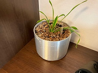 Planten met pot - afbeelding 1 van  1