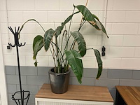 Planten met pot - afbeelding 1 van  1