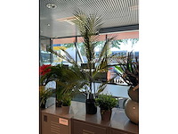 Planten met pot - afbeelding 4 van  6