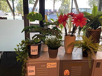 Planten met pot - afbeelding 6 van  6
