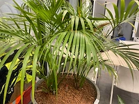 Planten met pot - afbeelding 5 van  7
