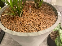 Planten met pot - afbeelding 6 van  7