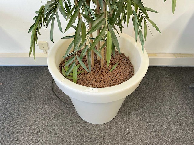 Planten met pot - afbeelding 3 van  7