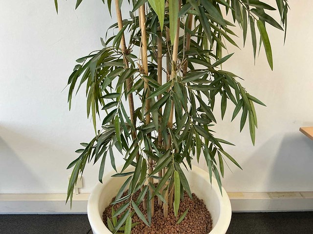 Planten met pot - afbeelding 4 van  7